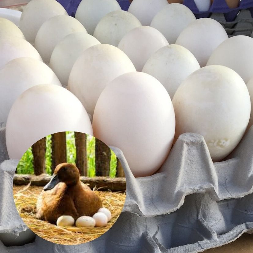 QUAIL EGG - 18 EGGS (2.0LBS) image 0